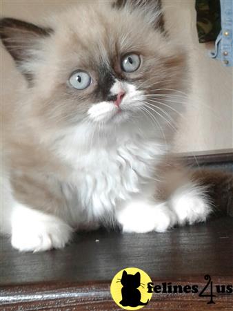 Munchkin Kitten for Sale: Revival Munchki kitten for sale ...
