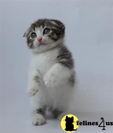 munchkin teddy bear kittens for sale