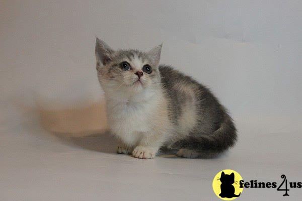 munchkin teddy bear kittens for sale