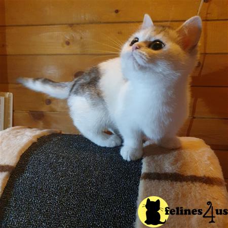 Munchkin Kitten for Sale: Baron 9 Weeks old