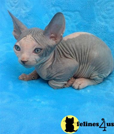 Sphynx Kitten for Sale: bills 2 Yrs and 3 Mths old