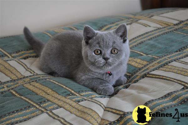 Blue British Shorthair Kittens for Sale - wide 1