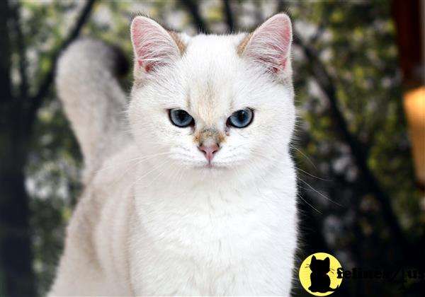 British Shorthair Kitten For Sale Eliza 7 Mths Old