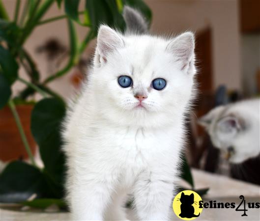 British Shorthair Kitten for Sale: Blue Golden Point Girl 8 Mths old