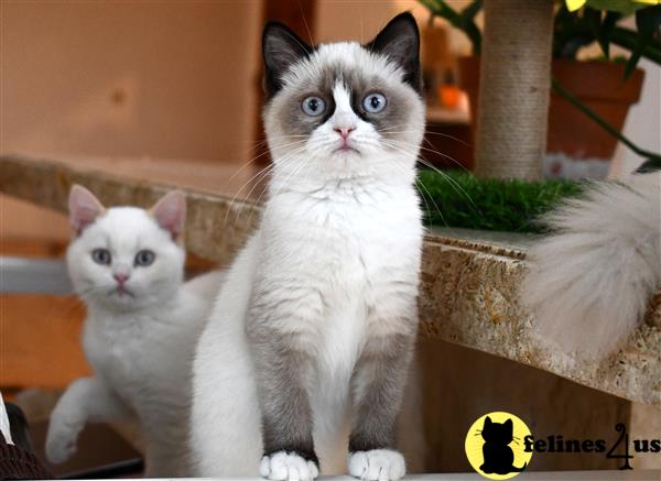 British Shorthair Kitten for Sale: Seal Point Bicolor 7 Mths old