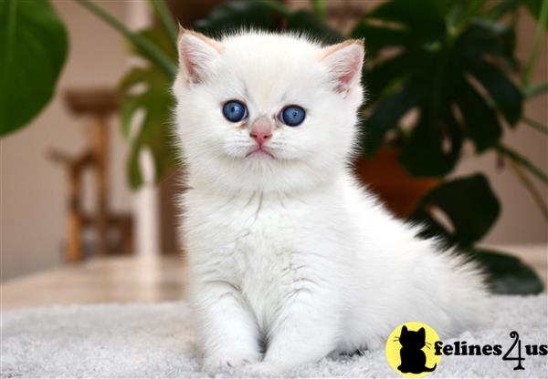 British Shorthair Kitten for Sale: Golden Colorpoint 16 Weeks old
