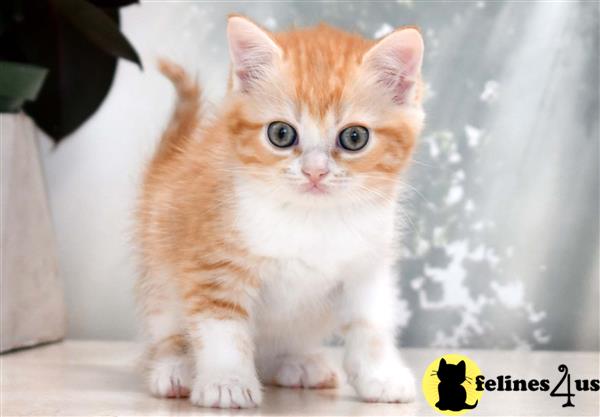 Munchkin Kitten for Sale: Orange Bicolor Girl 2 1 Yr and 6 Mths old Munchkin Kitten for Sale: Orange Bicolor Girl 2 1 Yr and 6 Mths old