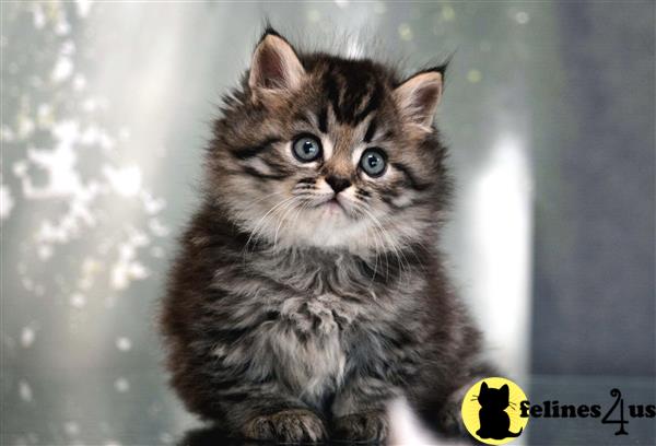 munchkin teddy bear kittens for sale