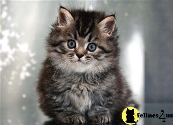 munchkin teddy bear kittens for sale