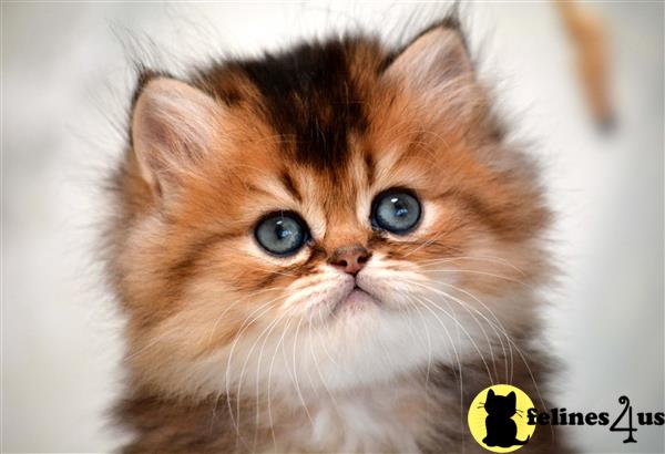 Fabulous Hypoallergenic Cats For Sale San Diego Photos