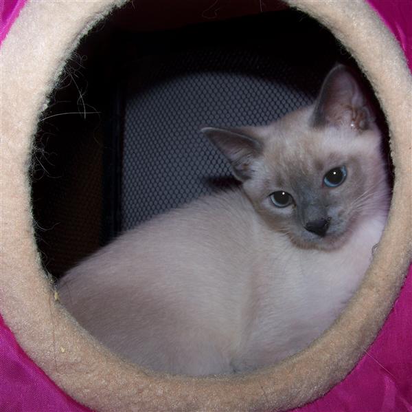 Siamese Kitten for Sale Blue Point Siamese 15 Yrs and 6 Mths old