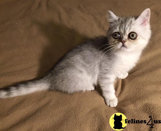 Exotic Shorthair Kitten for Sale: Spike - Silver Exotic ...