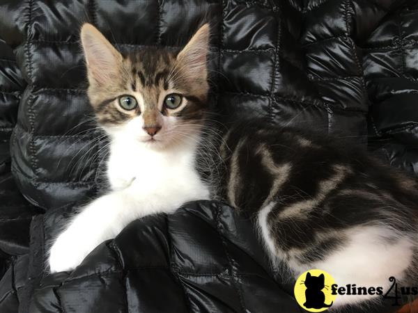 bobtail calico tabby bobtail calico tabby