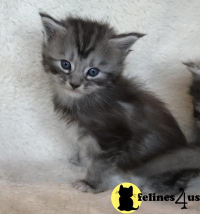 silver maine coon silver maine coon