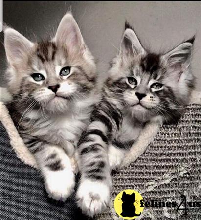 blue silver maine coon kittens for sale blue silver maine coon kittens for sale