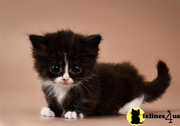 munchkin-kitten-for-sale-tica-registered-munchkins-12-weeks-old