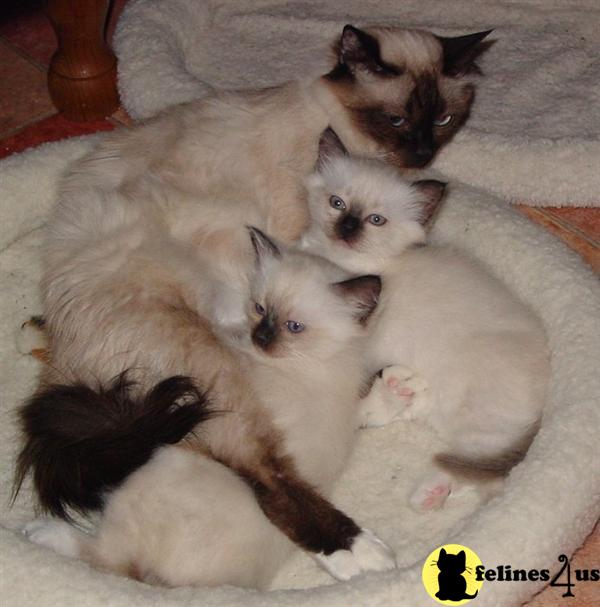 Birman Kitten for Sale Two Show baby females 14 Yrs and 8 Mths old