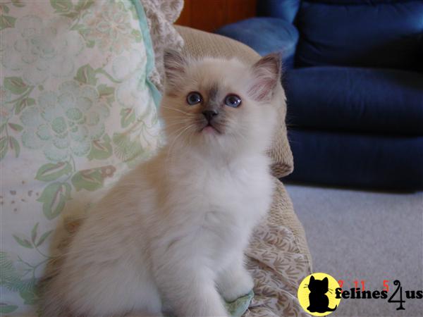 36 HQ Images Birman Kittens For Sale Nyc : Tisanti Birman Kittens