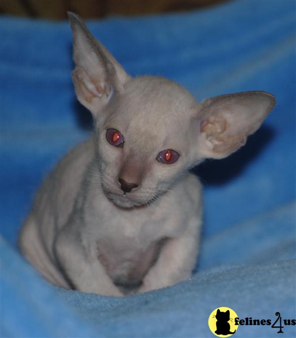 PETERBALD BABIES
