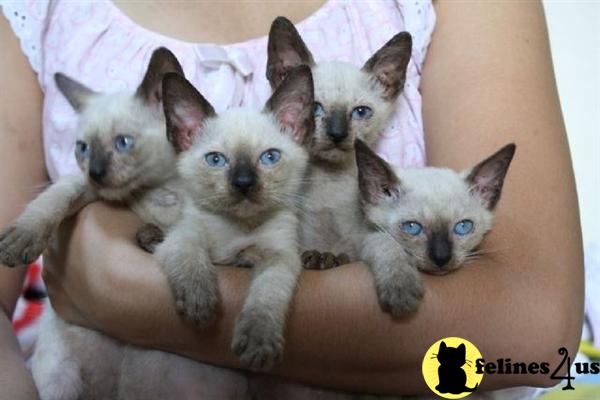 TRADITIONAL APPLEHEAD SIAMESE KITTENS FOR FREE ADOPTION TRADITIONAL APPLEHEAD SIAMESE KITTENS FOR FREE ADOPTION