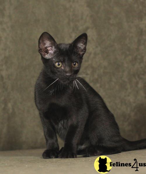 Savannah Kitten for Sale F2 Black male Savannah 14 Yrs and 7 Mths old