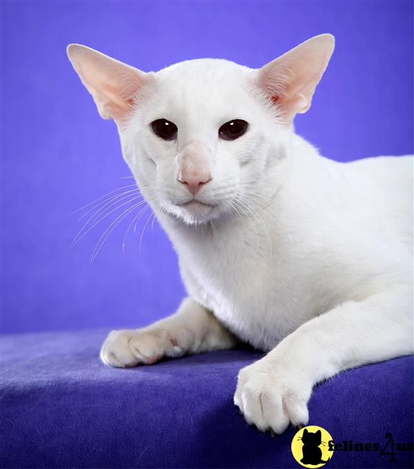 Oriental Kitten for Sale: Oriental Shorthair Kittens for ...