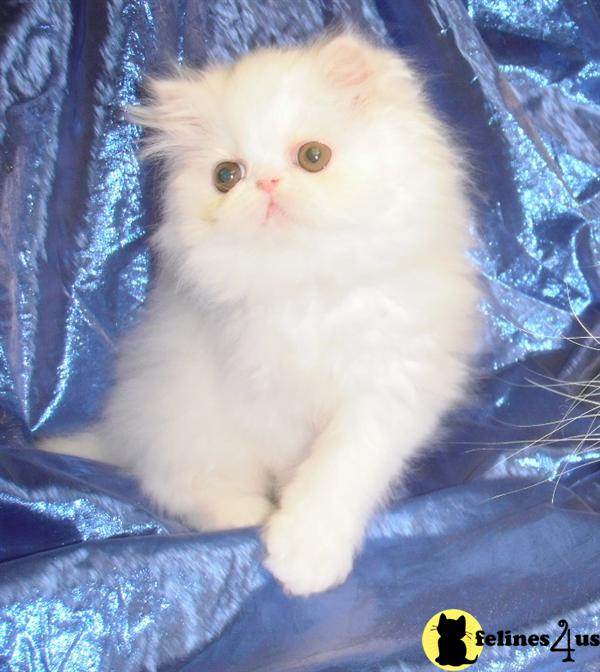 Persian Kitten for Sale White Persian kittens for sale by Kelamegs