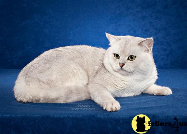 british shorthair teddy bear cat breed