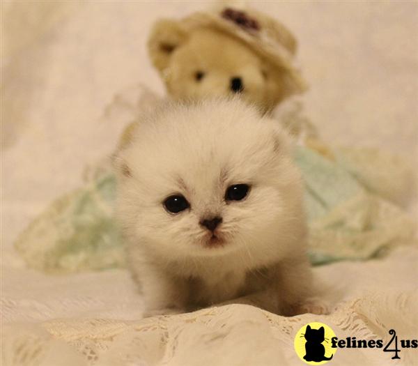 british shorthair teddy bear
