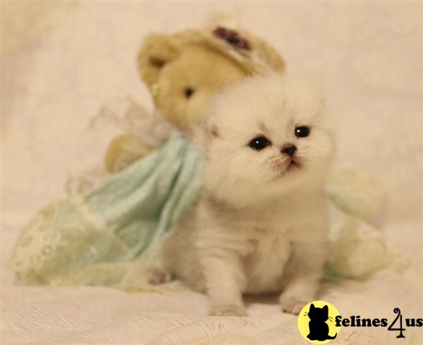 british shorthair teddy bear cat breed