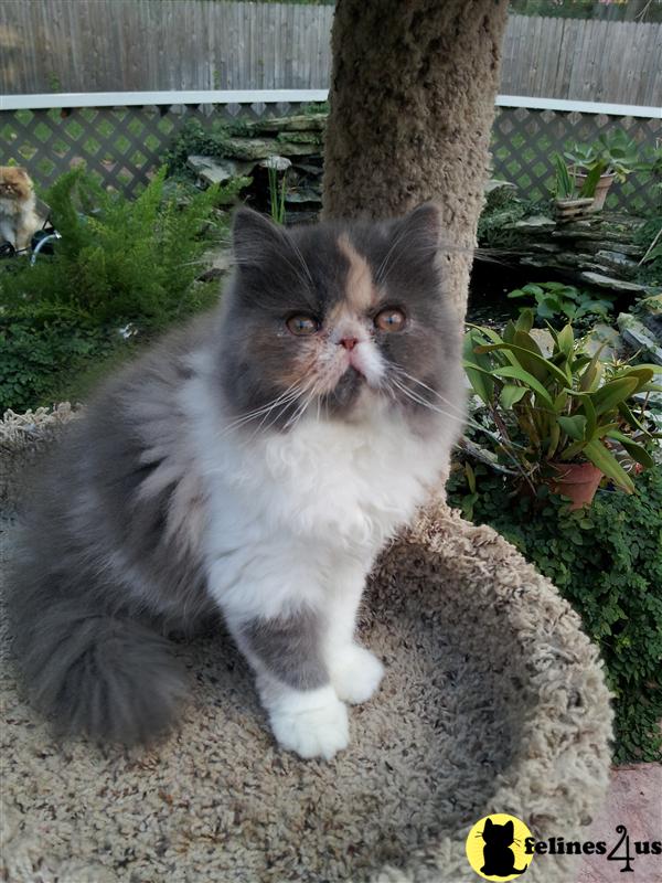 Persian Kitten for Sale Dilute Calico Female 10 Yrs and 10 Mths old