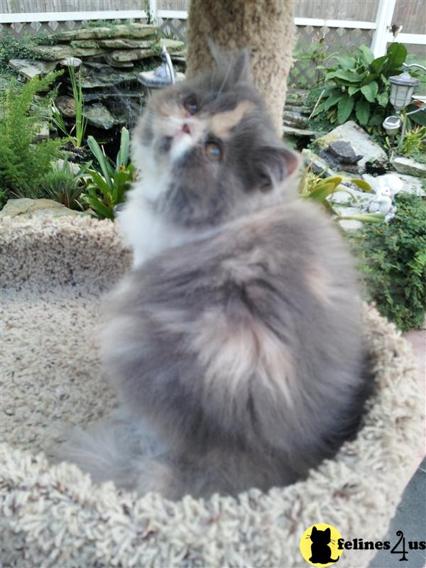 Persian Kitten for Sale Dilute Calico Female 10 Yrs and 10 Mths old