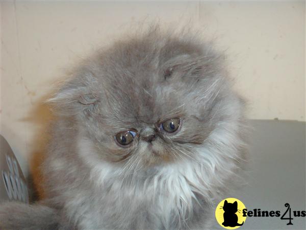 sweetheart persian kittens