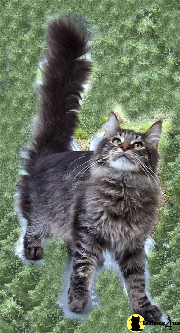 COONPALS MAINE COON BROWN MACKEREL TABBY KITTEN FO for sale