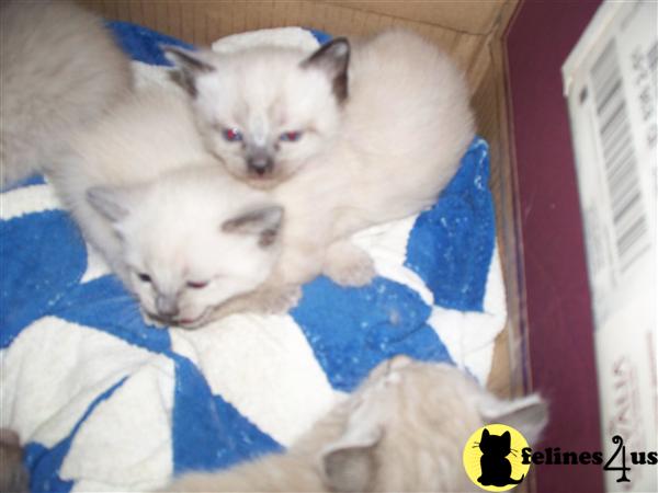 siamese kittens for sale seattle photos