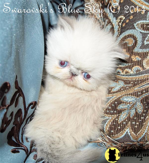 Himalayan Kitten for Sale Amazing Male Blue Point Himalayan Kitten