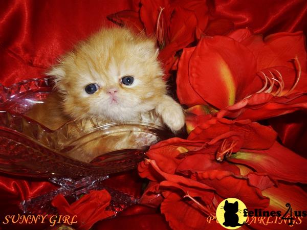 Persian Kitten for Sale: CFA Reg. ADORABLE Red Tabby female