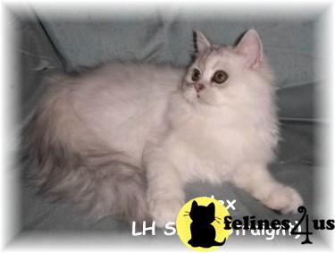Selkirk Rex Kitten for Sale: Selkirk Rex Silky kittens 8 Yrs and 3 Mths old