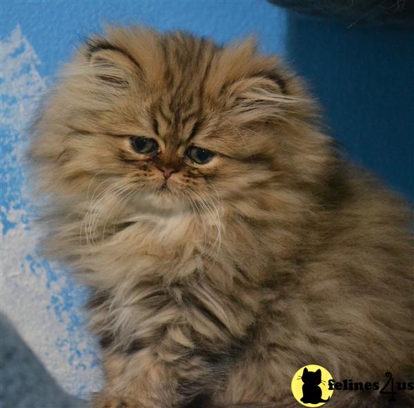Persian Kitten for Sale Persian Kittens For Sale Wisconsin Golden