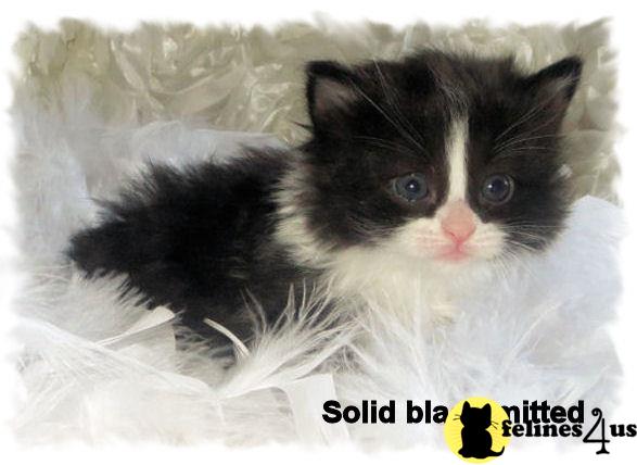 Ragdoll Kitten for Sale: Super-Rare TICA Black/White Solid Ragdoll