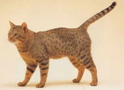 Bengal