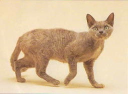 Devon Rex