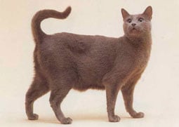 Russian Blue