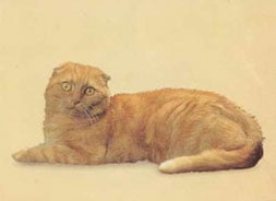 Scottish Fold
