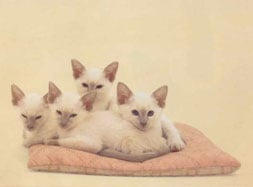 Siamese