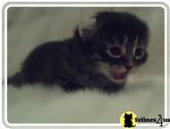 american curl kitten posted by annstock
