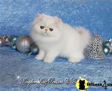 himalayan kitten posted by kingdomkatz
