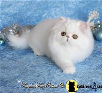 himalayan kitten posted by kingdomkatz