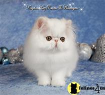 himalayan kitten posted by kingdomkatz