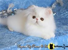 himalayan kitten posted by kingdomkatz